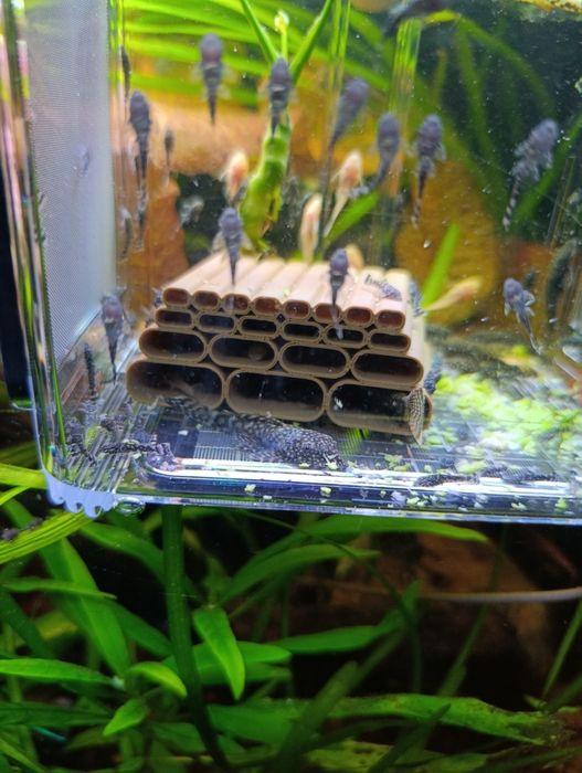 Ancistrus negros e albinos
