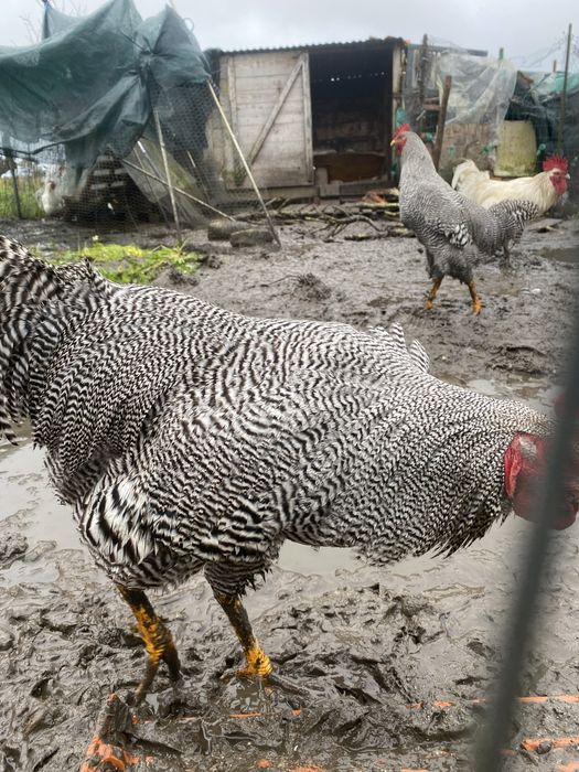 Galo plymouth rock  barrado 10 meses