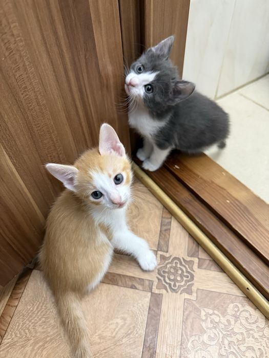 Кошенята сфінкс донський