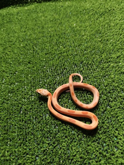 Węże zbożowe – młode różne odmiany