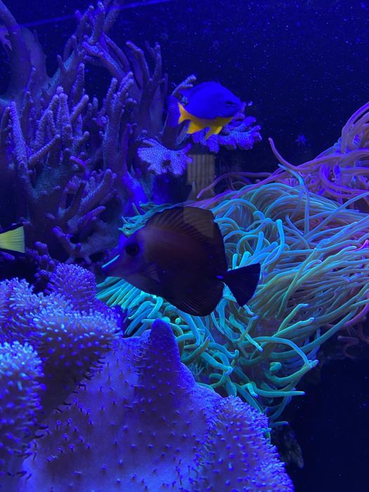 Морской аквариум