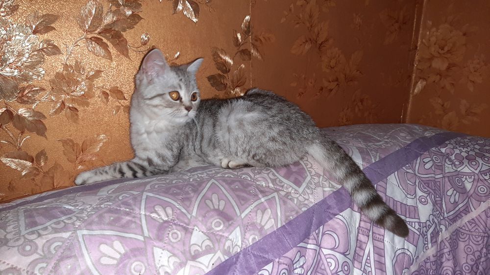 Котик британський 4 місяця.