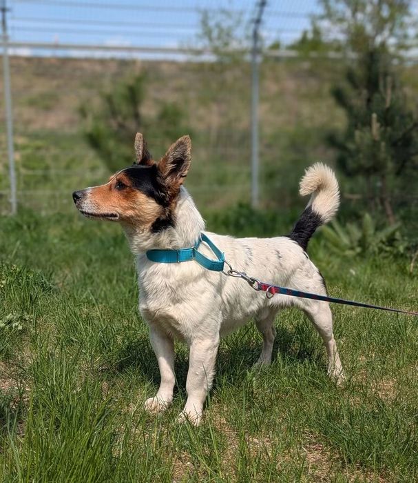 Spokojny i czuły Pułkownik szuka domu! ADOPTUJ