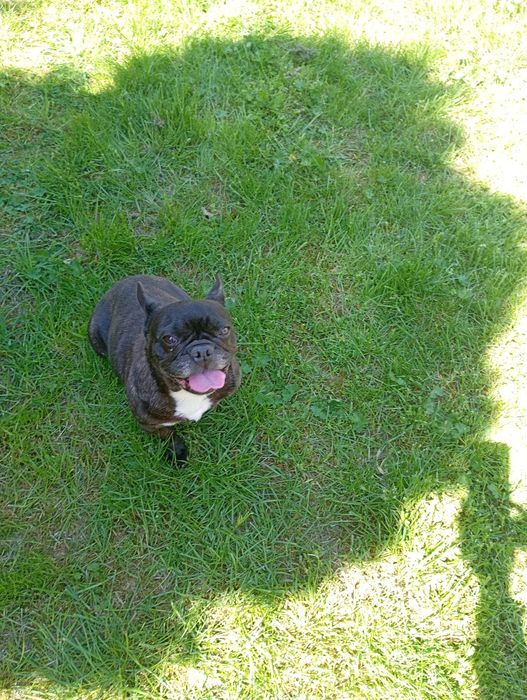 Buldog francuski sunia czarna