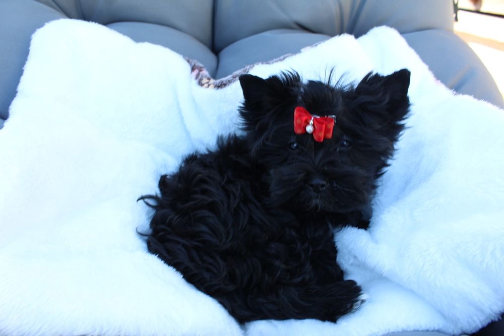 Suczka Yorkshire Terrier Black
