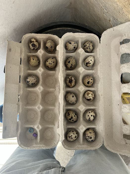 ovos de codorniz