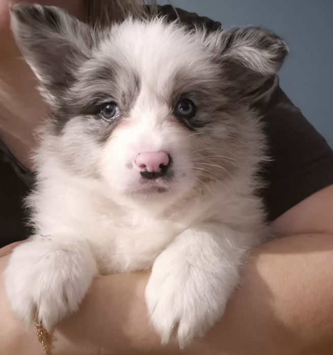 Border Collie suczka ZKwP