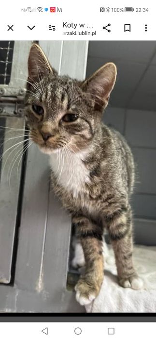 Znaleziony pod Agata Meble na ul. Jana Pawła w Lublinie