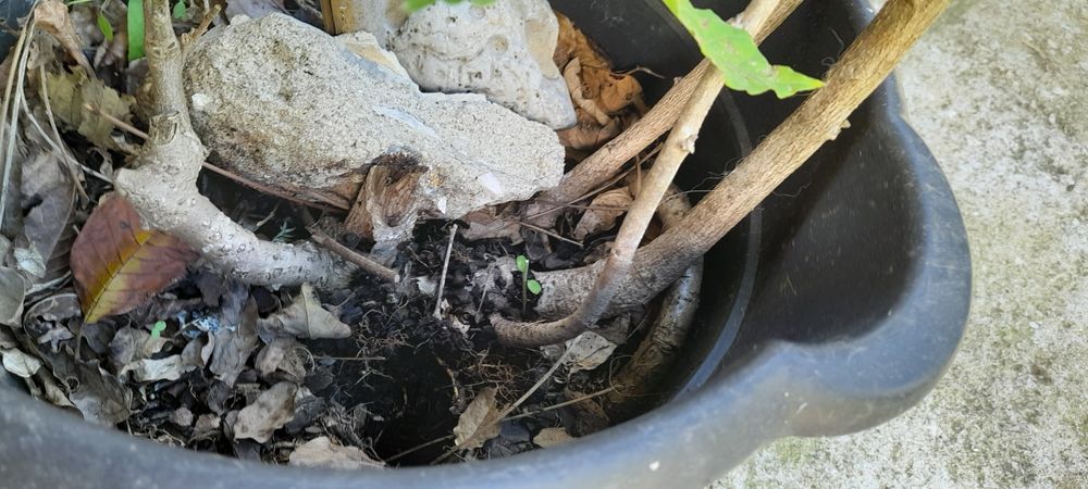 Trepadeira de glicinias de cor lilás.