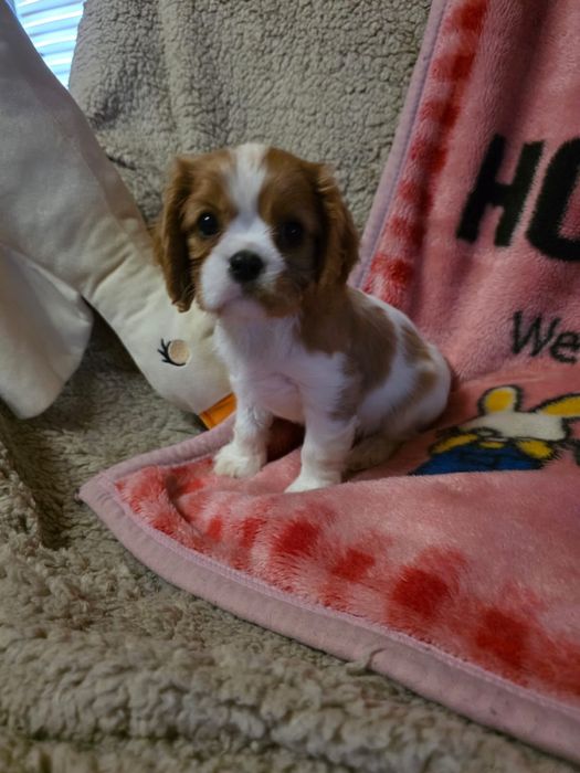 Cavalier King Charles Spaniel / sunia