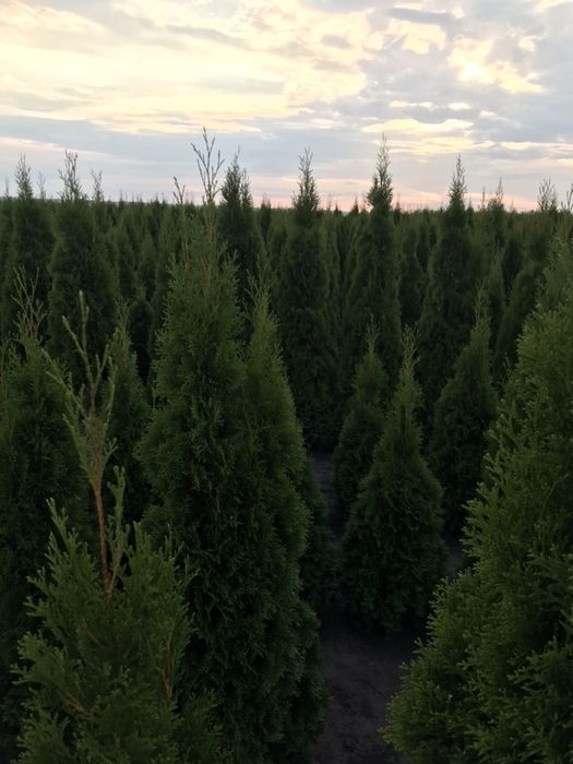 Туя СМАРАГД 1.40-1.50 Супер!