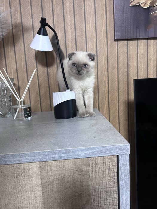 Шотландські кошенята