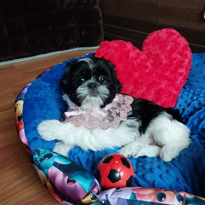 Shih Tzu z wielopokoleniowym rodowodem