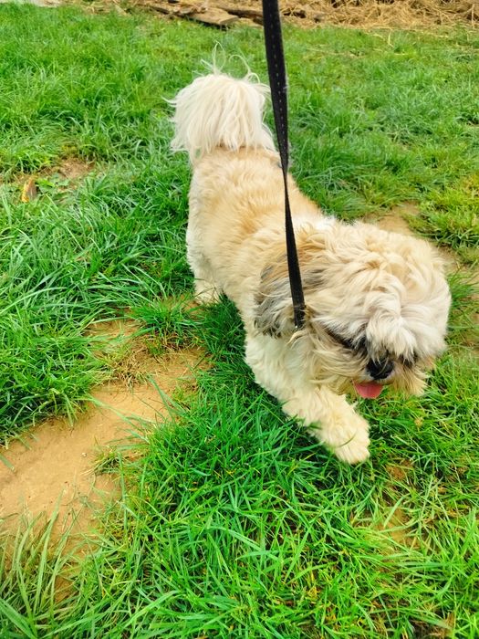 Shih. TZU.  pies
