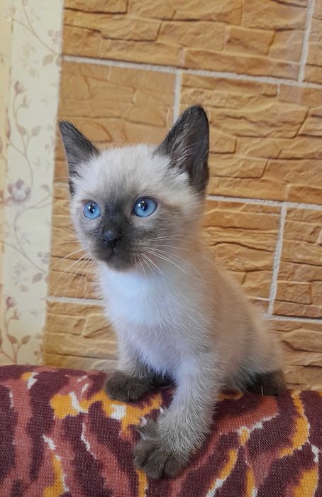 Сиамские котята. Сиамский котёнок. Сіамські кошеня