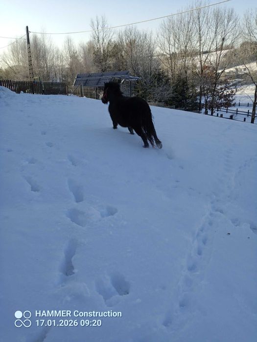 Sprzedam klaczkę kucyka