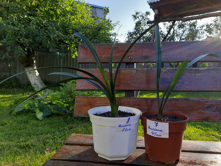 Клівія,кімнатна рослина,квітка