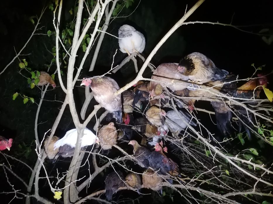 Galo exótico que ri - Ayam Ketawa