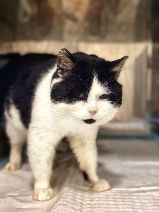 Котик в добрі руки