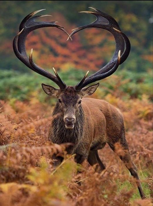 Skup Poroży Jeleni!!!