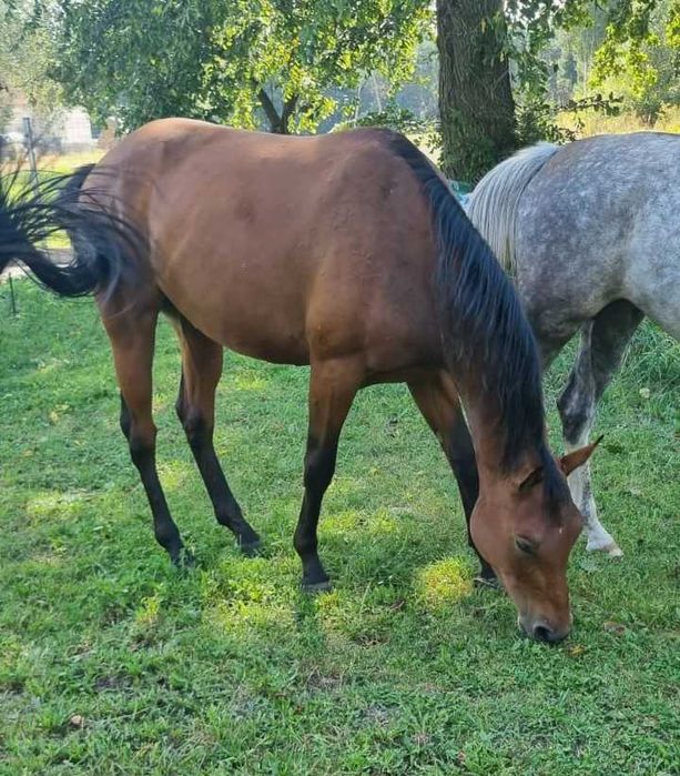 Klacz rasy małopolskiej ASTERIA(dopłatowa)