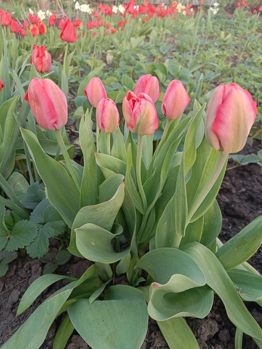 Цибулини ранніх тюльпан дітки.