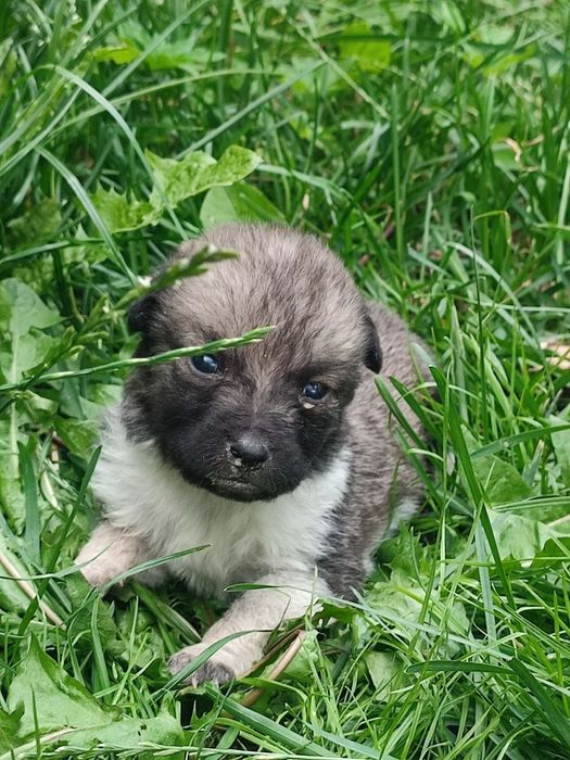 Віддамо щенят 1 місяць
