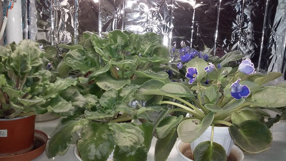 продам цветущие сортовые фиалки