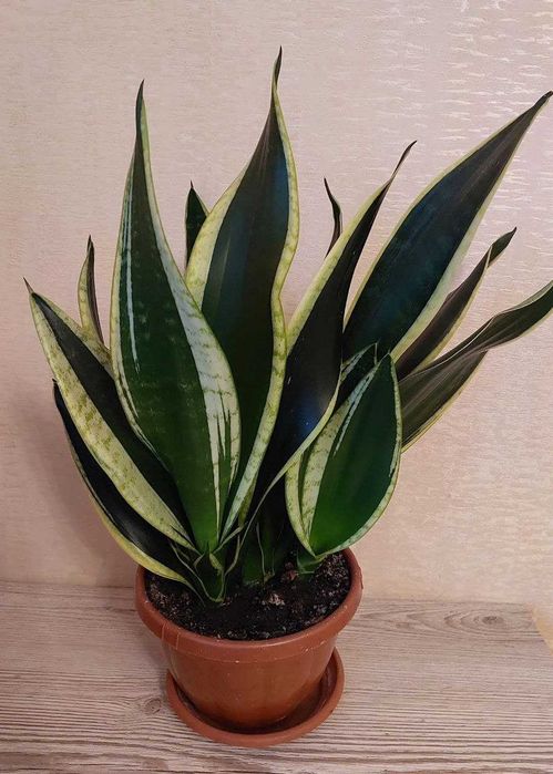 Сансевієрія Блек Голд