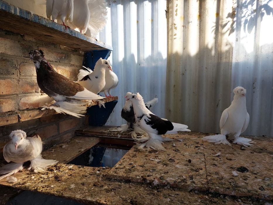 Голуби павлины и торкуты.