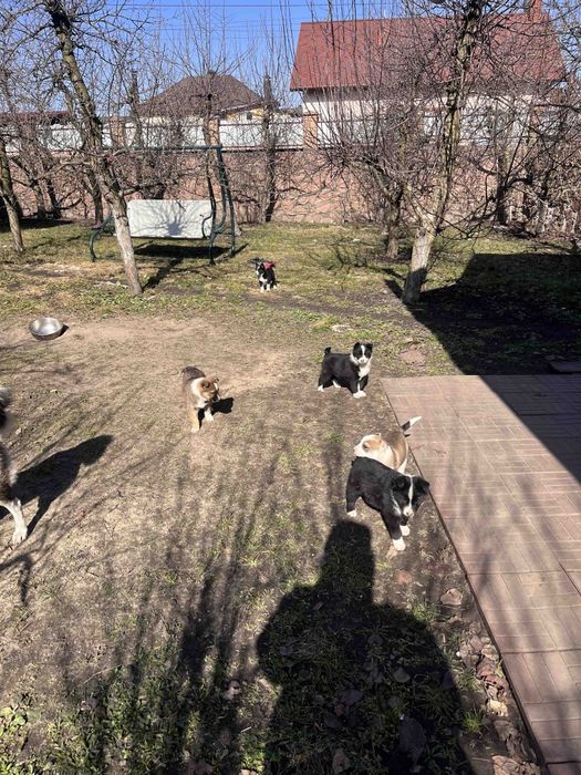 Віддам в добрі руки цуциків російсько-європейської  лайки