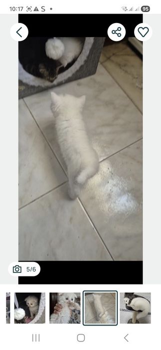 Menina/o  scottish branca