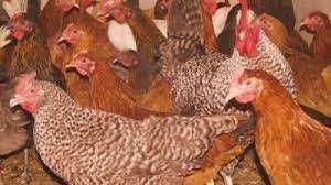 Kury Nioski z jajkiem ! Rosa Messa Tetra ISA Dominant ! Dowóz !!