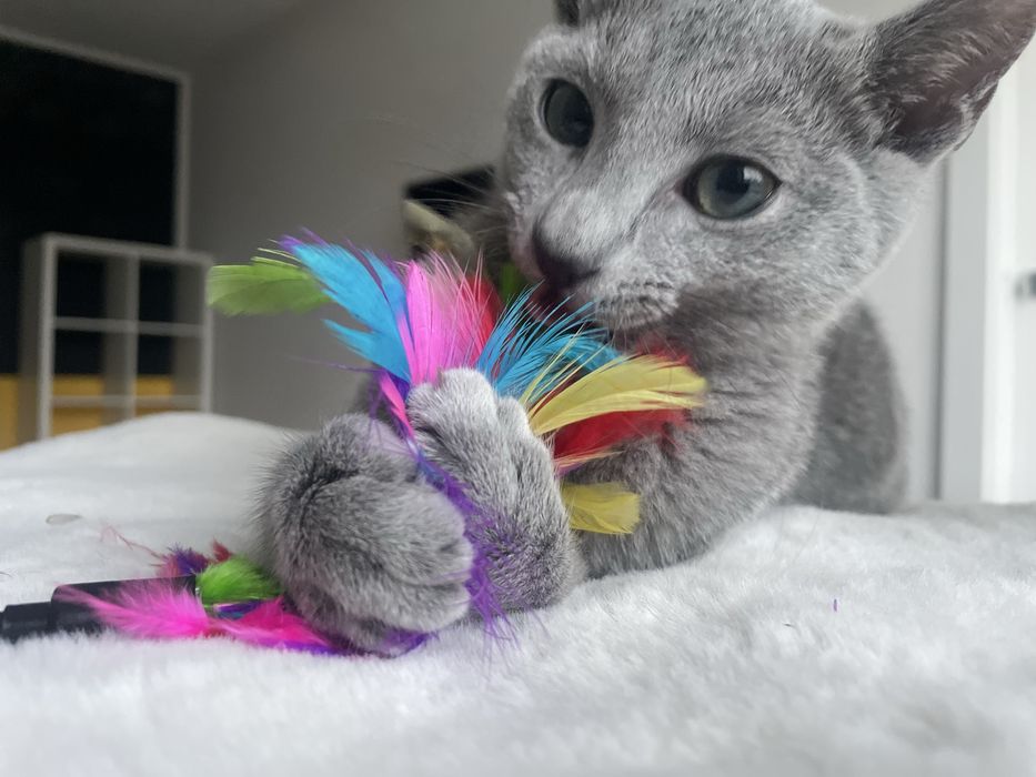 Kocurek Rosyjski Niebieski JACK