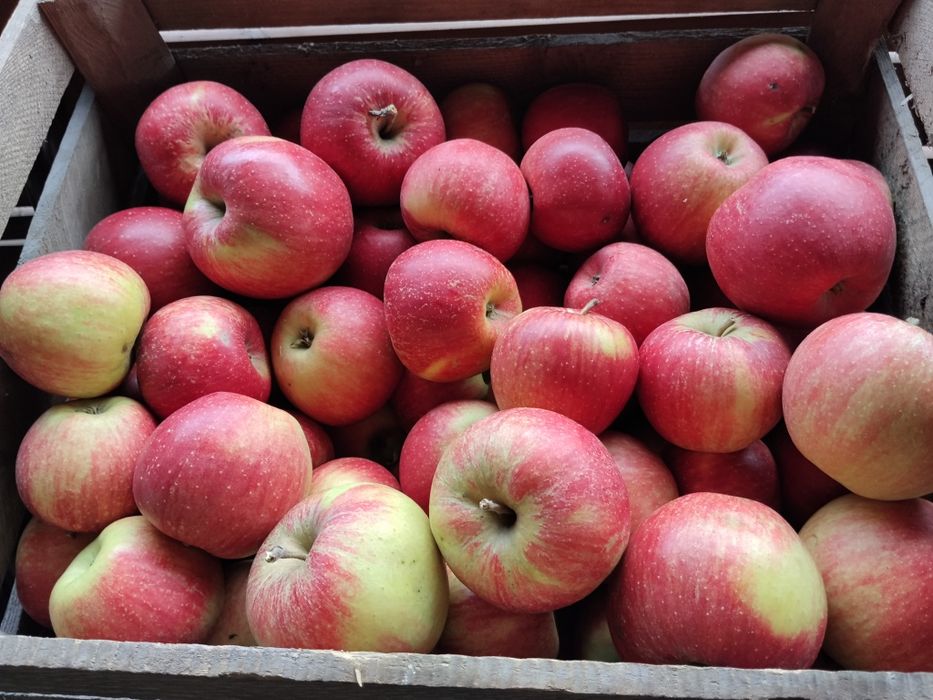 Jabłko szampion 10kg wysyłka paczkomat gratis