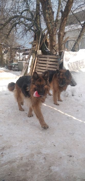 Потрібен на Березень кобель на вязку