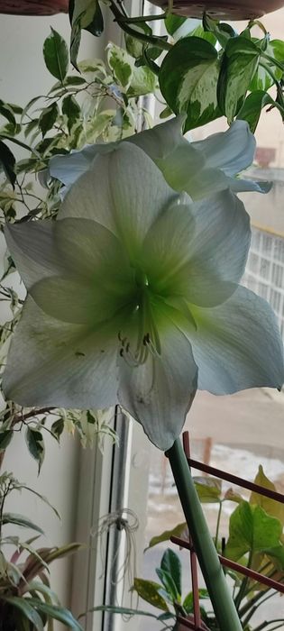 Гиппеаструм ,Амарилис,комнатные цветы,комнатное растение