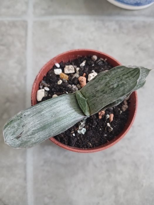 Яскрава міні гастерія варієгатна.Гаст.Ліміфолія.