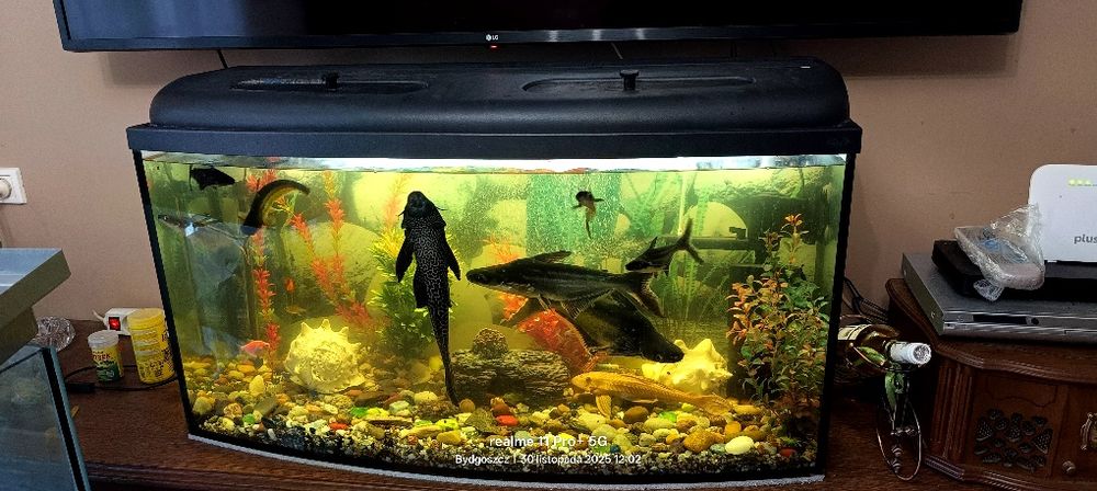 Akwarium 250 litrów wraz z rybkami