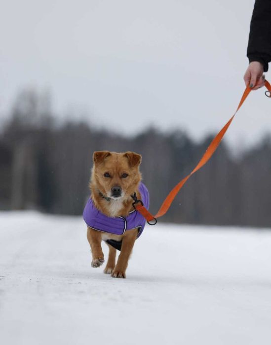 Malik- piękny psiak szuka domu
