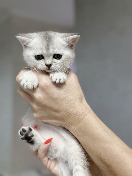 Кошеня (дівчинка, срібляста шиншила, шотландська прямовуха)