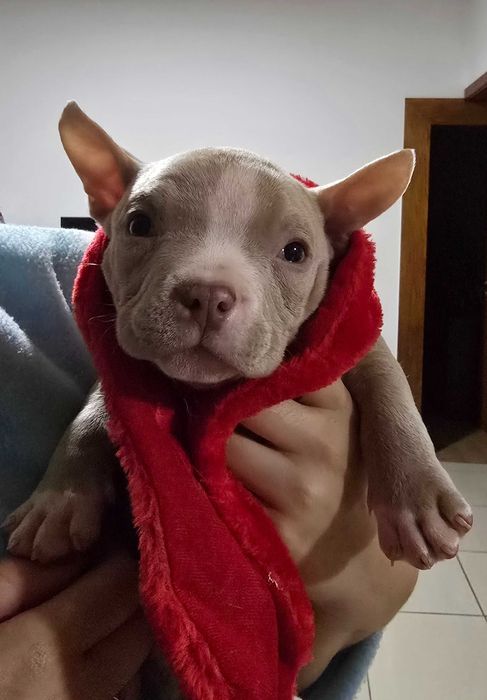 American bully pocket