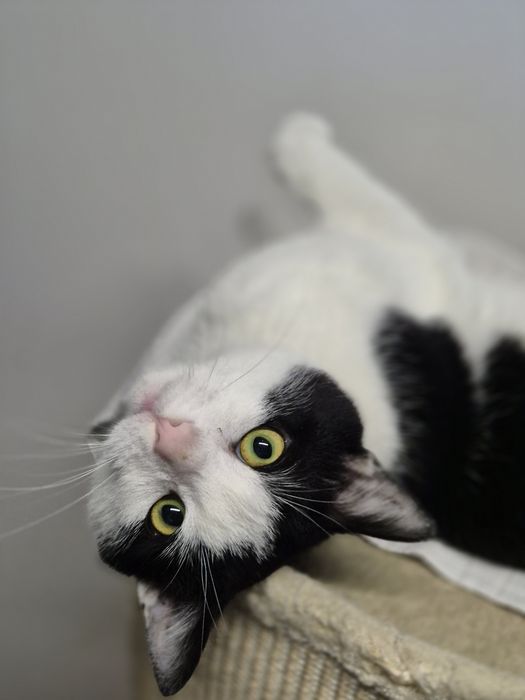 Koty do adopcji OLEŚNICA