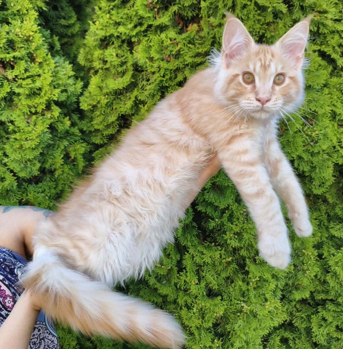 Maine Coon kocurek z rodowodem