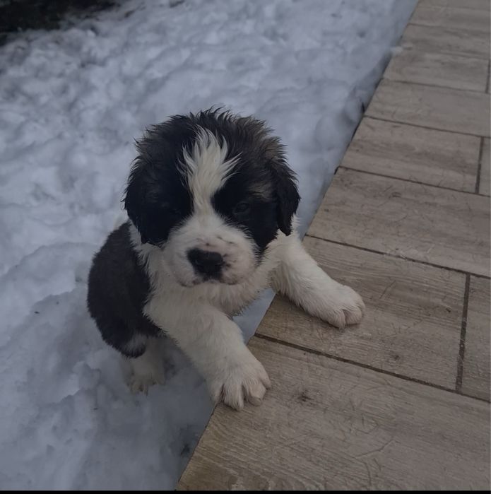 Цуценя сенбернар 8 цуциків