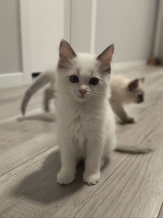 Ragdoll kotka Bi color RODOWÓD