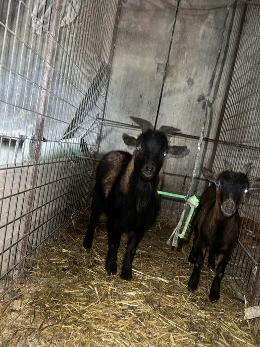 Vendo ou troco macho cabrito anão