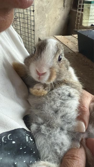 Coelhos anoes para entrega imediata