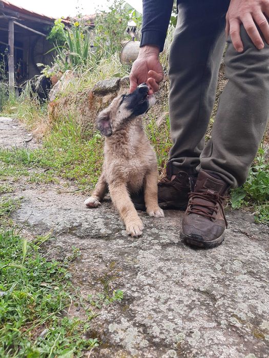 Cachoro de estimação femea
