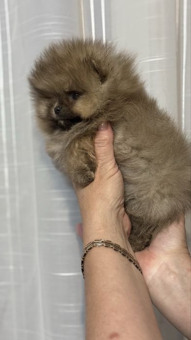 Міні хлопчик  оранж